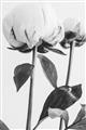 Picture of Romantic Blur Peony IV _GroupedProduct_Rectangle_Portrait_Photography _GroupedProduct_Rectangle_Portrait_Unframed_Print_Only_