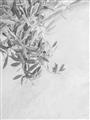 Picture of Few Olive Tree Leaves _GroupedProduct_Rectangle_Portrait_Photography _GroupedProduct_Rectangle_Portrait_Unframed_Print_Only_