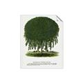 Picture of Kilmarnock Weeping Willow Tree Lithograph _GroupedProduct_Rectangle_Portrait_Unframed_Print_Only_