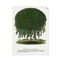 Picture of Kilmarnock Weeping Willow Tree Lithograph _GroupedProduct_Rectangle_Portrait_Unframed_Print_Only_