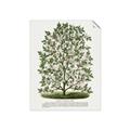 Picture of Hardy Magnolia Tree Lithograph _GroupedProduct_Rectangle_Portrait_Unframed_Print_Only_