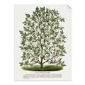 Picture of Hardy Magnolia Tree Lithograph _GroupedProduct_Rectangle_Portrait_Unframed_Print_Only_