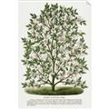 Picture of Hardy Magnolia Tree Lithograph _GroupedProduct_Rectangle_Portrait_Unframed_Print_Only_