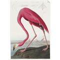 Picture of Vintage Pink Flamingo _GroupedProduct_Rectangle_Portrait_Unframed_Print_Only_