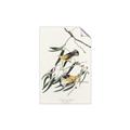Picture of Two Yellow Warbler Birds _GroupedProduct_Rectangle_Portrait_Unframed_Print_Only_