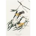 Picture of Two Yellow Warbler Birds _GroupedProduct_Rectangle_Portrait_Unframed_Print_Only_
