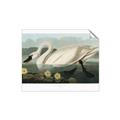 Picture of Vintage Floating White Swan _GroupedProduct_Rectangle_Landscape_Unframed_Print_Only_