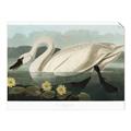Picture of Vintage Floating White Swan _GroupedProduct_Rectangle_Landscape_Unframed_Print_Only_