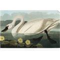Picture of Vintage Floating White Swan _GroupedProduct_Rectangle_Landscape_Unframed_Print_Only_