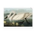 Picture of Vintage Floating White Swan _GroupedProduct_Rectangle_Landscape_Unframed_Print_Only_