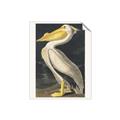 Picture of Vintage White Pelican _GroupedProduct_Rectangle_Portrait_Unframed_Print_Only_