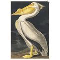 Picture of Vintage White Pelican _GroupedProduct_Rectangle_Portrait_Unframed_Print_Only_