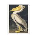 Picture of Vintage White Pelican _GroupedProduct_Rectangle_Portrait_Unframed_Print_Only_