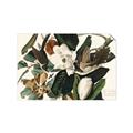 Picture of Black Billed Cuckoo Bird _GroupedProduct_Rectangle_Landscape_Unframed_Print_Only_