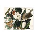 Picture of Black Billed Cuckoo Bird _GroupedProduct_Rectangle_Landscape_Unframed_Print_Only_