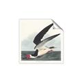 Picture of Black Skimmer From Birds of America (1827) _GroupedProduct_Square_Unframed_Print_Only_