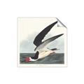 Picture of Black Skimmer From Birds of America (1827) _GroupedProduct_Square_Unframed_Print_Only_