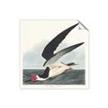 Picture of Black Skimmer From Birds of America (1827) _GroupedProduct_Square_Unframed_Print_Only_