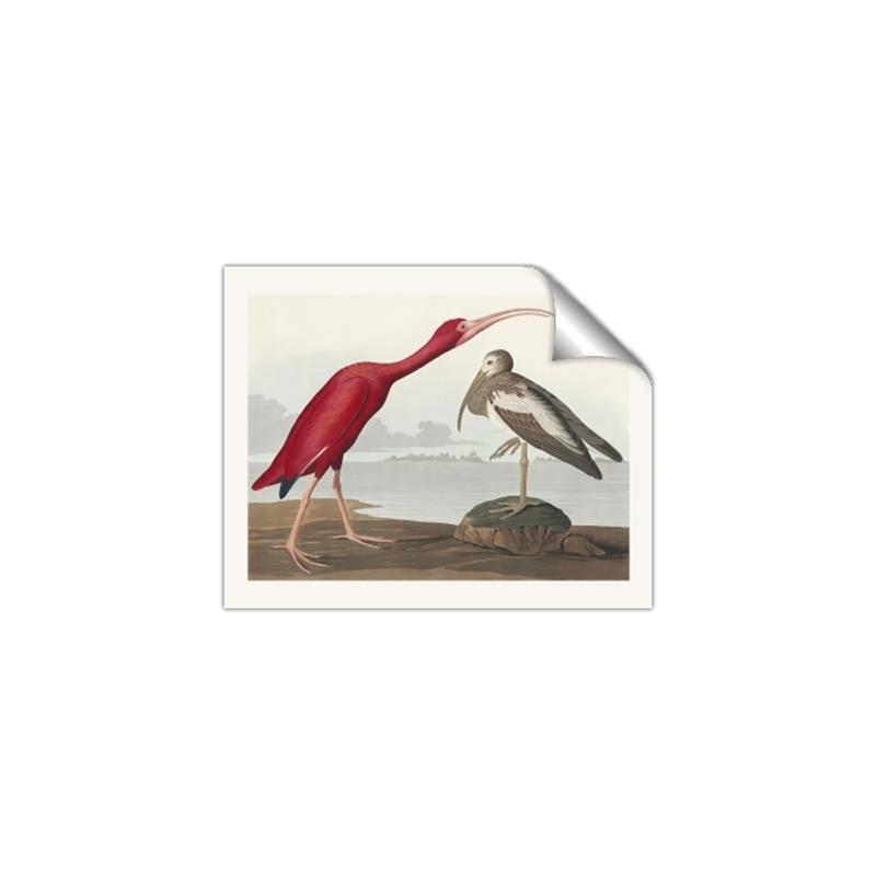 Picture of Vintage Scarlet Ibis Bird _GroupedProduct_Rectangle_Landscape_Unframed_Print_Only_