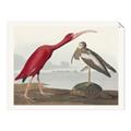 Picture of Vintage Scarlet Ibis Bird _GroupedProduct_Rectangle_Landscape_Unframed_Print_Only_
