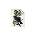 Picture of Raven From Birds of America (1827) _GroupedProduct_Rectangle_Portrait_Unframed_Print_Only_