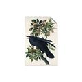 Picture of Raven From Birds of America (1827) _GroupedProduct_Rectangle_Portrait_Unframed_Print_Only_