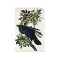 Picture of Raven From Birds of America (1827) _GroupedProduct_Rectangle_Portrait_Unframed_Print_Only_