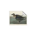 Picture of Vintage Scoter Duck _GroupedProduct_Rectangle_Landscape_Unframed_Print_Only_