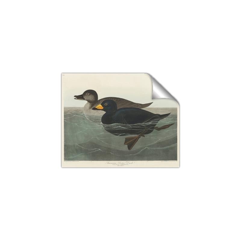 Picture of Vintage Scoter Duck _GroupedProduct_Rectangle_Landscape_Unframed_Print_Only_