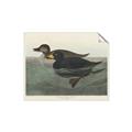 Picture of Vintage Scoter Duck _GroupedProduct_Rectangle_Landscape_Unframed_Print_Only_