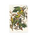 Picture of Vintage Carolina Parrot _GroupedProduct_Rectangle_Portrait_Unframed_Print_Only_