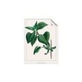 Picture of Nostalgic Green Lilac Leaves _GroupedProduct_Rectangle_Portrait_Unframed_Print_Only_