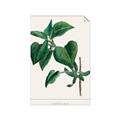 Picture of Nostalgic Green Lilac Leaves _GroupedProduct_Rectangle_Portrait_Unframed_Print_Only_