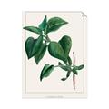 Picture of Nostalgic Green Lilac Leaves _GroupedProduct_Rectangle_Portrait_Unframed_Print_Only_