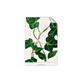Picture of Nostalgic Green Murgrona Leaves _GroupedProduct_Rectangle_Portrait_Unframed_Print_Only_