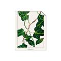 Picture of Nostalgic Green Murgrona Leaves _GroupedProduct_Rectangle_Portrait_Unframed_Print_Only_