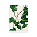 Picture of Nostalgic Green Murgrona Leaves _GroupedProduct_Rectangle_Portrait_Unframed_Print_Only_