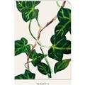 Picture of Nostalgic Green Murgrona Leaves _GroupedProduct_Rectangle_Portrait_Unframed_Print_Only_