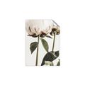Picture of Romantic Blur Peony IV _GroupedProduct_Rectangle_Portrait_Photography _GroupedProduct_Rectangle_Portrait_Unframed_Print_Only_