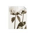 Picture of Romantic Blur Peony IV _GroupedProduct_Rectangle_Portrait_Photography _GroupedProduct_Rectangle_Portrait_Unframed_Print_Only_