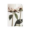 Picture of Romantic Blur Peony IV _GroupedProduct_Rectangle_Portrait_Photography _GroupedProduct_Rectangle_Portrait_Unframed_Print_Only_