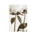 Picture of Romantic Blur Peony IV _GroupedProduct_Rectangle_Portrait_Photography _GroupedProduct_Rectangle_Portrait_Unframed_Print_Only_