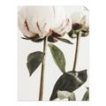 Picture of Romantic Blur Peony IV _GroupedProduct_Rectangle_Portrait_Photography _GroupedProduct_Rectangle_Portrait_Unframed_Print_Only_
