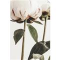 Picture of Romantic Blur Peony IV _GroupedProduct_Rectangle_Portrait_Photography _GroupedProduct_Rectangle_Portrait_Unframed_Print_Only_