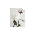 Picture of Romantic Blur Peony III _GroupedProduct_Rectangle_Portrait_Photography _GroupedProduct_Rectangle_Portrait_Unframed_Print_Only_