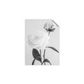 Picture of Romantic Blur Peony III _GroupedProduct_Rectangle_Portrait_Photography _GroupedProduct_Rectangle_Portrait_Unframed_Print_Only_