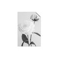 Picture of Romantic Blur Peony III _GroupedProduct_Rectangle_Portrait_Photography _GroupedProduct_Rectangle_Portrait_Unframed_Print_Only_