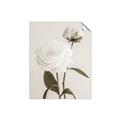 Picture of Romantic Blur Peony III _GroupedProduct_Rectangle_Portrait_Photography _GroupedProduct_Rectangle_Portrait_Unframed_Print_Only_