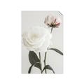 Picture of Romantic Blur Peony III _GroupedProduct_Rectangle_Portrait_Photography _GroupedProduct_Rectangle_Portrait_Unframed_Print_Only_