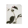 Picture of Romantic Blur Peony II _GroupedProduct_Rectangle_Portrait_Photography _GroupedProduct_Rectangle_Portrait_Unframed_Print_Only_